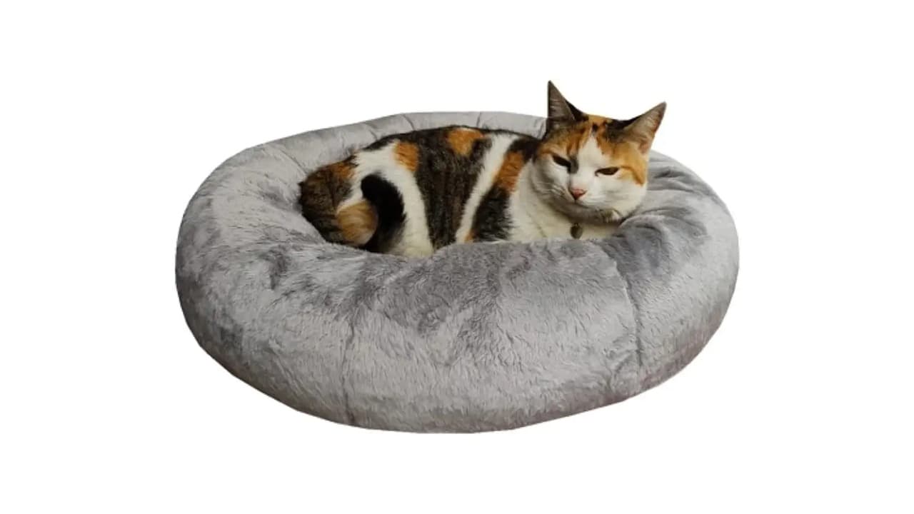 Melhor Cama para Gato: Conforto e Estilo para Seu Felino